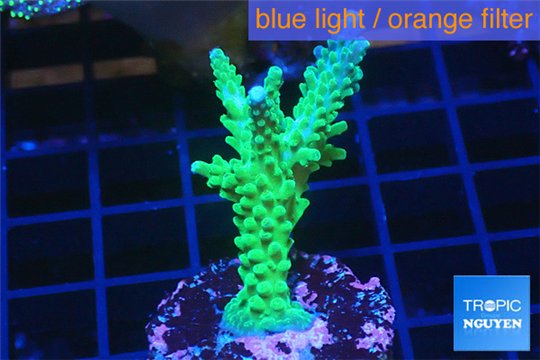 Acropora green & purple tip 3-4 cm WYSIWYG acclimaté