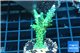 Acropora green & purple tip 3-4 cm WYSIWYG acclimaté
