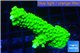 Acropora neon green 4-6 cm WYSIWYG acclimaté