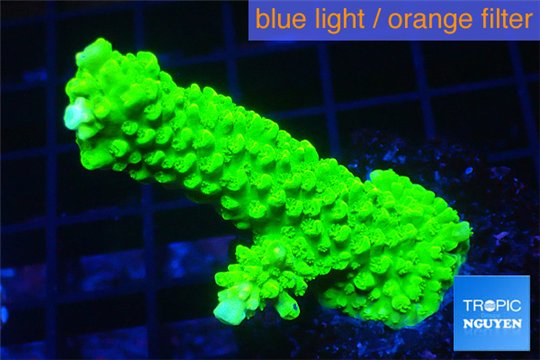 Acropora neon green 4-6 cm WYSIWYG acclimaté
