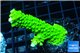 Acropora neon green 4-6 cm WYSIWYG acclimaté
