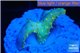 Acropora orange toxic Fijii premium 1-3 cm WYSIWYG acclimaté