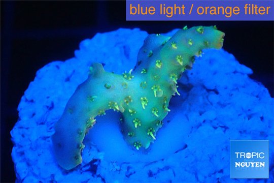 Acropora orange toxic Fijii premium 1-3 cm WYSIWYG acclimaté
