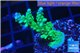 Acropora green & purple tip 3-4 cm WYSIWYG acclimaté