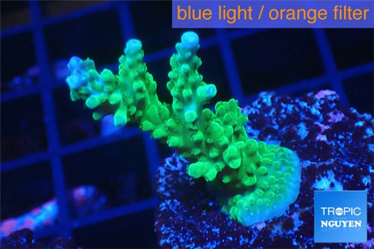 Acropora green & purple tip 3-4 cm WYSIWYG acclimaté