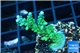 Acropora green & purple tip 3-4 cm WYSIWYG acclimaté