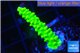 Acropora neon green 3-4 cm WYSIWYG acclimaté