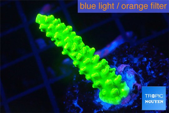 Acropora neon green 3-4 cm WYSIWYG acclimaté
