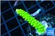 Acropora neon green 3-4 cm WYSIWYG acclimaté