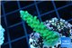 Acropora green & purple tip 3-4 cm WYSIWYG acclimaté