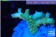 Acropora orange toxic Fijii premium 2-3 cm WYSIWYG acclimaté