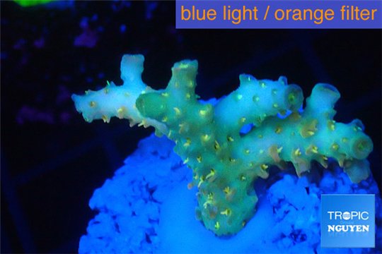 Acropora orange toxic Fijii premium 2-3 cm WYSIWYG acclimaté