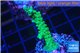 Acropora green & purple tip 3-4 cm WYSIWYG acclimaté