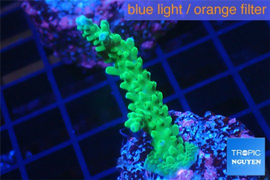 Acropora green & purple tip 3-4 cm WYSIWYG acclimaté