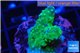 Acropora humilis green & yellow polyps Fijii 2-3 cm WYSIWYG acclimaté