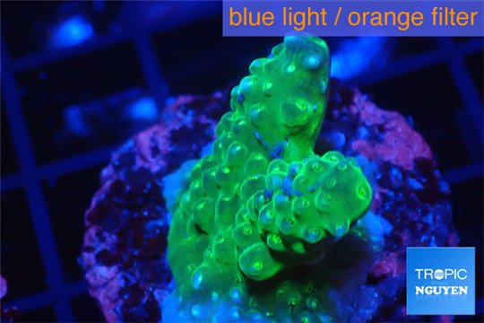Acropora humilis green & yellow polyps Fijii 2-3 cm WYSIWYG acclimaté