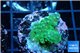 Acropora humilis green & yellow polyps Fijii 2-3 cm WYSIWYG acclimaté