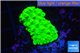 Acropora neon green 2-3 cm WYSIWYG acclimaté