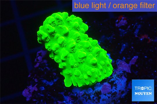Acropora neon green 2-3 cm WYSIWYG acclimaté