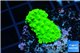 Acropora neon green 2-3 cm WYSIWYG acclimaté