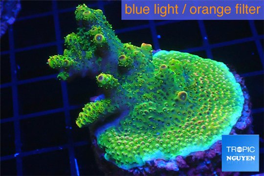 Acropora green golden 4-6 cm WYSIWYG acclimaté