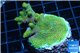 Acropora green golden 4-6 cm WYSIWYG acclimaté