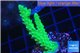 Acropora green & purple tip 3-4 cm WYSIWYG acclimaté