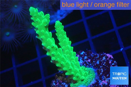 Acropora green & purple tip 3-4 cm WYSIWYG acclimaté