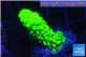 Acropora neon green 2-3 cm WYSIWYG acclimaté