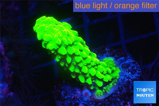 Acropora neon green 2-3 cm WYSIWYG acclimaté