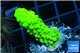 Acropora neon green 2-3 cm WYSIWYG acclimaté