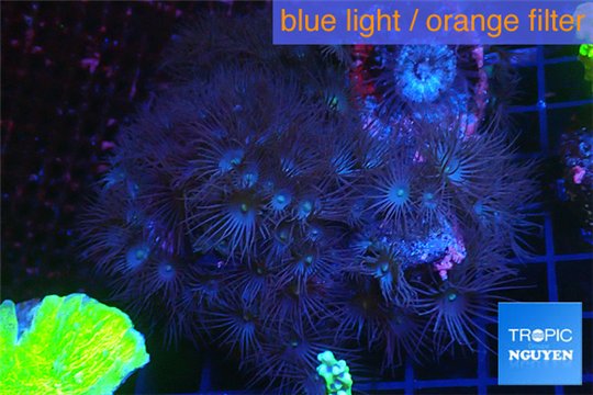 Parazoanthus yellow polyps 8-12 cm WYSIWYG acclimaté