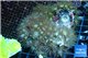 Parazoanthus yellow polyps 8-12 cm WYSIWYG acclimaté