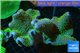 Sarcophyton full neon green polyps Australia 7-12 cm WYSIWYG acclimaté