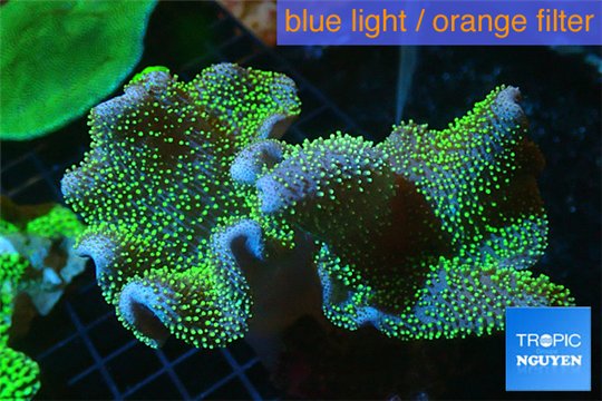 Sarcophyton full neon green polyps Australia 7-12 cm WYSIWYG acclimaté