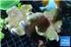 Sarcophyton full neon green polyps Australia 7-12 cm WYSIWYG acclimaté