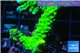 Acropora neon green 2-3 cm WYSIWYG acclimaté