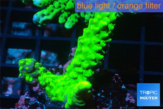 Acropora neon green 2-3 cm WYSIWYG acclimaté