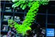 Acropora neon green 2-3 cm WYSIWYG acclimaté