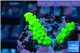 Acropora neon green damaged 1-3 cm WYSIWYG acclimaté
