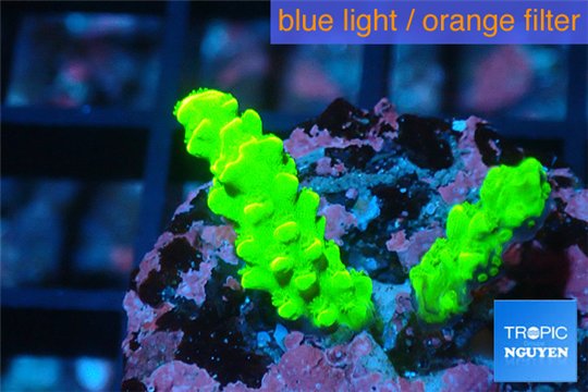 Acropora neon green damaged 1-3 cm WYSIWYG acclimaté