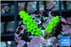 Acropora neon green damaged 1-3 cm WYSIWYG acclimaté