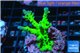 Acropora green & purple tip 3-4 cm WYSIWYG acclimaté