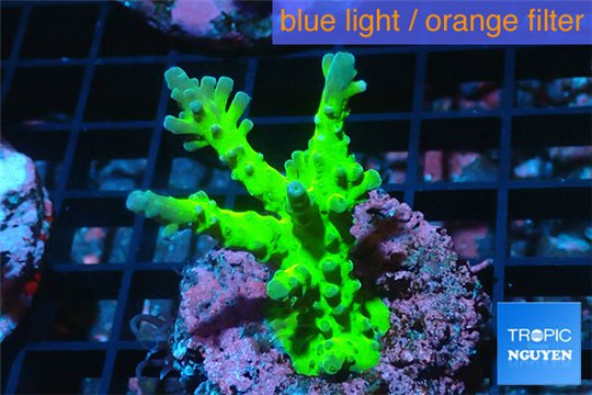 Acropora green & purple tip 3-4 cm WYSIWYG acclimaté
