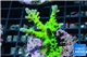 Acropora green & purple tip 3-4 cm WYSIWYG acclimaté