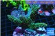 Acropora green Indonesia 8-12 cm WYSIWYG acclimaté