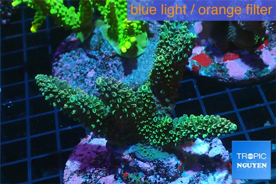 Acropora green Indonesia 8-12 cm WYSIWYG acclimaté