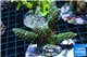 Acropora green Indonesia 8-12 cm WYSIWYG acclimaté