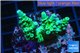 Acropora green Australia 4-6 cm WYSIWYG acclimaté