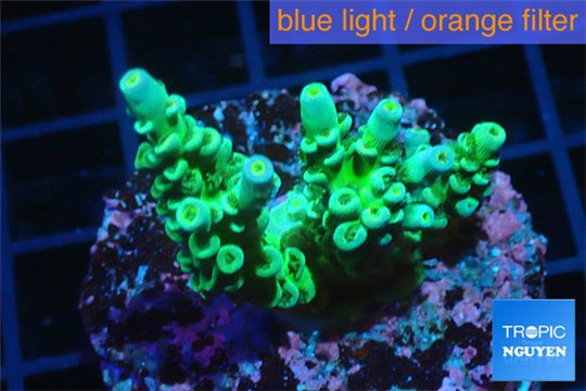 Acropora green Australia 4-6 cm WYSIWYG acclimaté